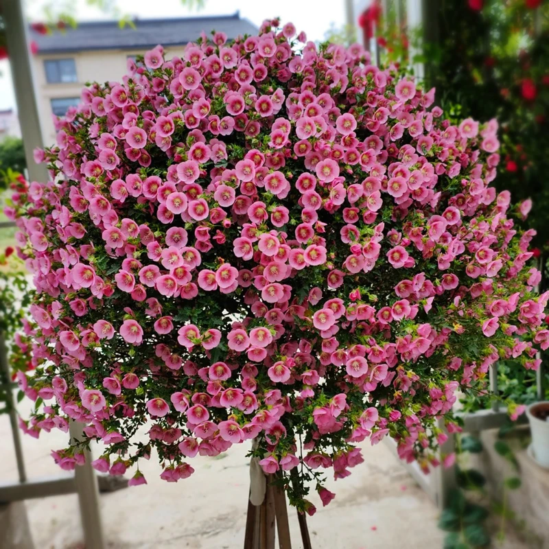 【原盆原土】小木槿棒棒糖薇草莓爆花机器四季开花阳台庭院花卉植