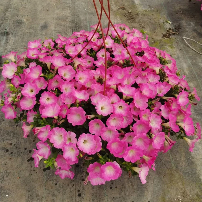 垂吊矮牵牛花苗盆栽重瓣牵牛阳台庭院花卉喇叭花四季开花植物
