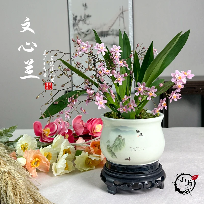 《梦香兰》浓香文星兰花卉室内陶瓷盆客厅办公茶桌室内盆栽绿植阳台