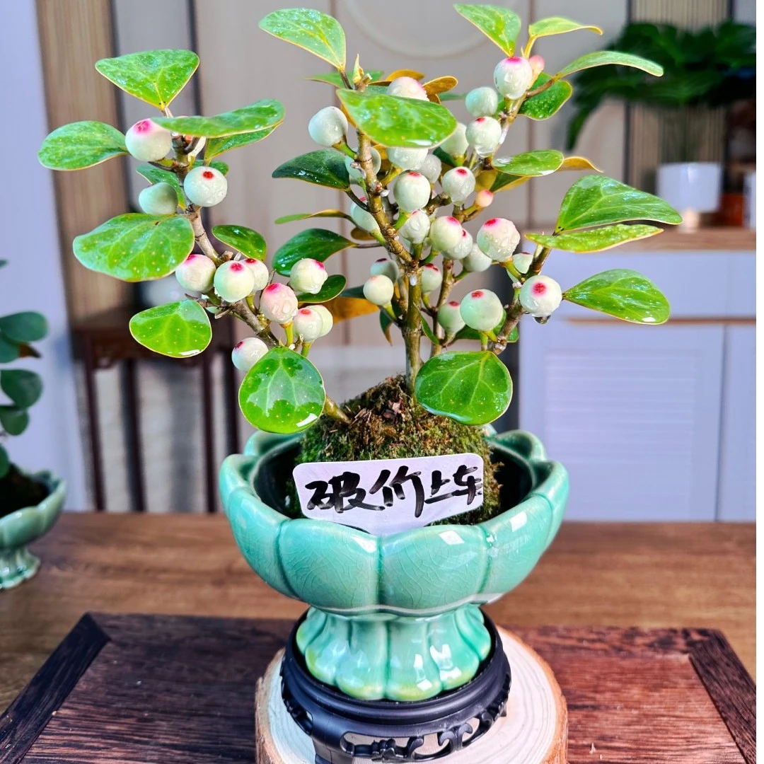 菩提树盆栽大型中式禅意小盆栽基地直发