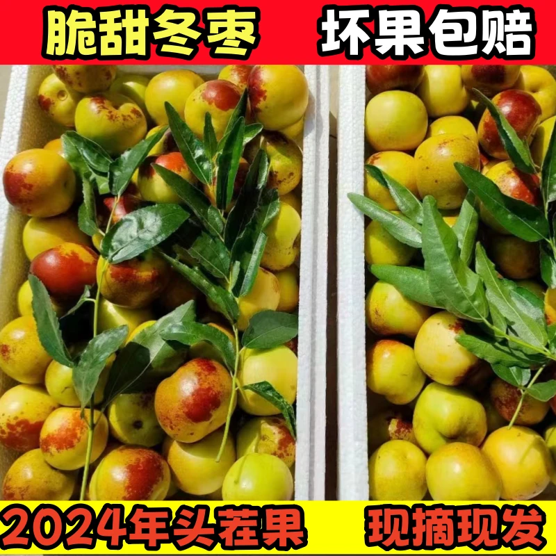 【沾化冬枣1】正宗冰糖冬枣脆甜孕妇新鲜应季水果