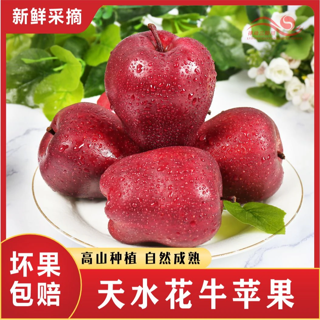天水花牛苹果/精品大果/果园现采现发