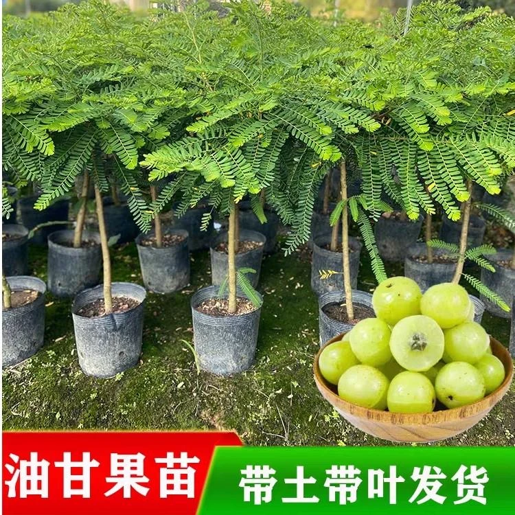 甜油甘果树苗高产嫁接带土带叶发货种下一年开花结果栽培