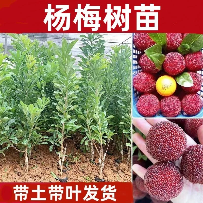 杨梅树苗东魁 黑炭 水晶白梅 二月梅 大黑梅带土带叶发货苗木种植
