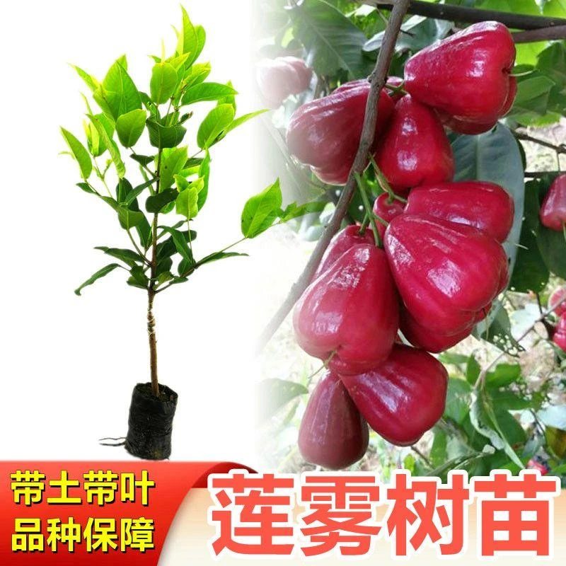 莲雾树苗黑金刚 大叶红 黑糖芭比莲雾苗栽种带土带叶发货
