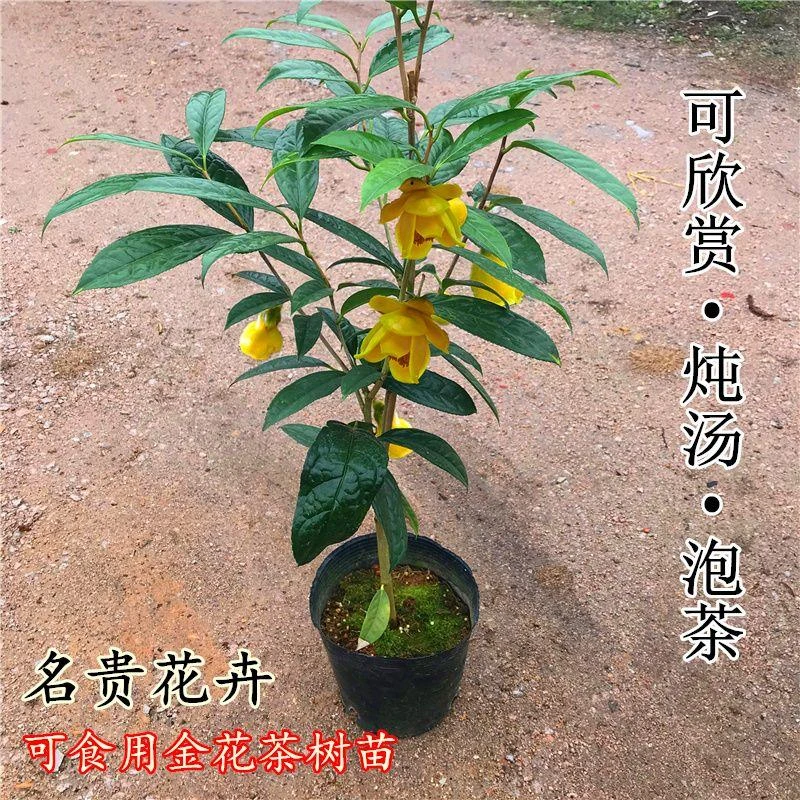 金花茶嫁接树苗茶族皇后植物界大熊猫原盆发货盆栽栽种种植