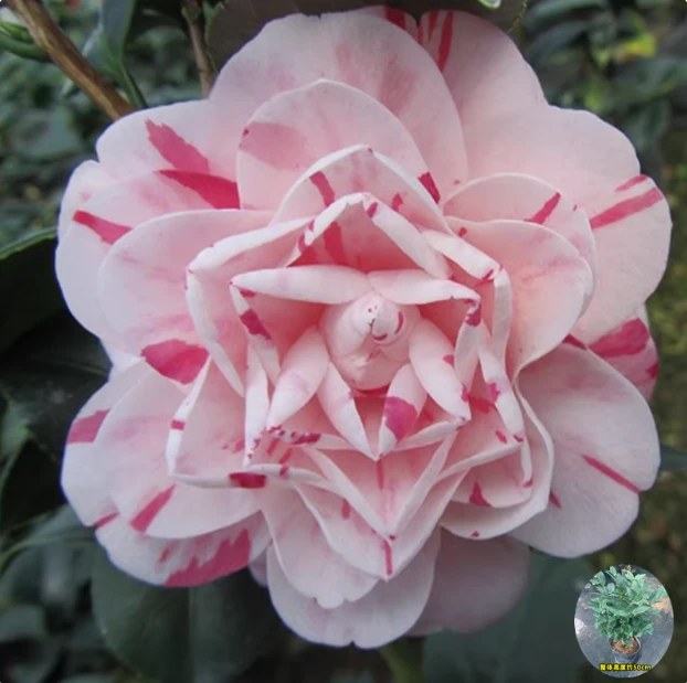 【大苗十八学士】直播间同款高50-60cm/粗2-2.5cm带花苞