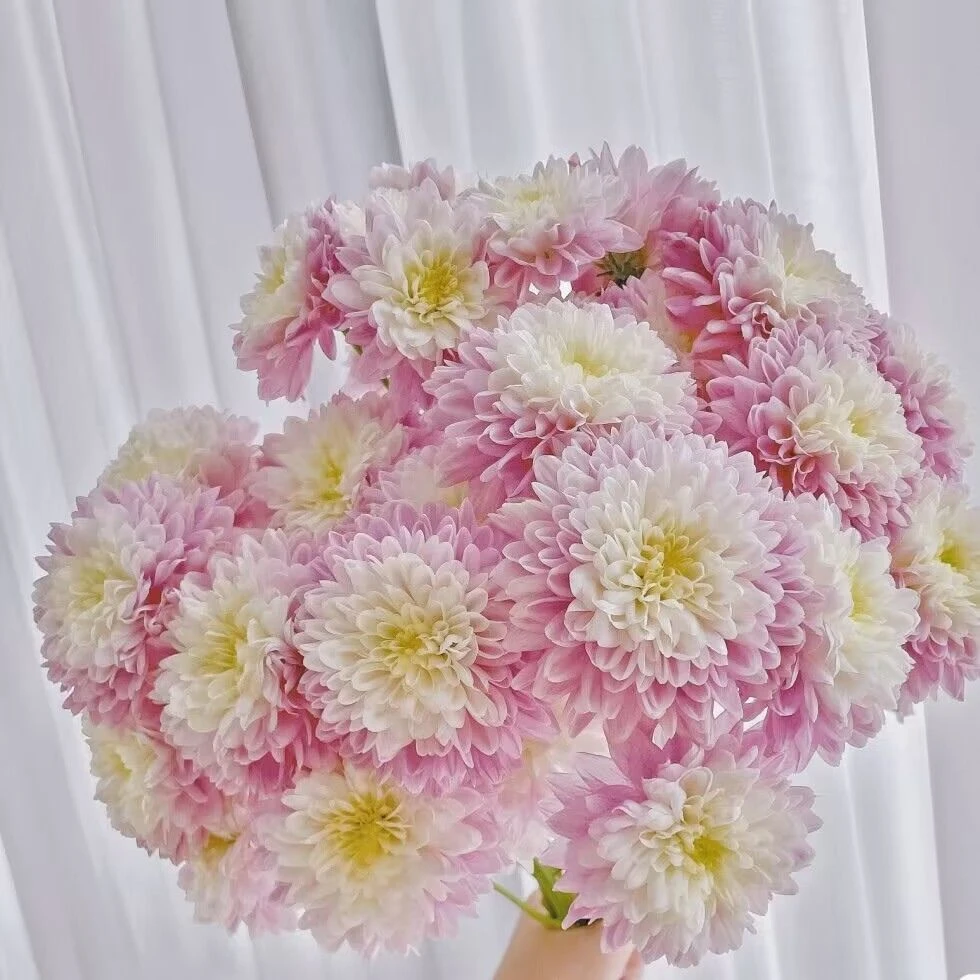 云南基地直发鲜切小雏菊鲜花适合家用送人