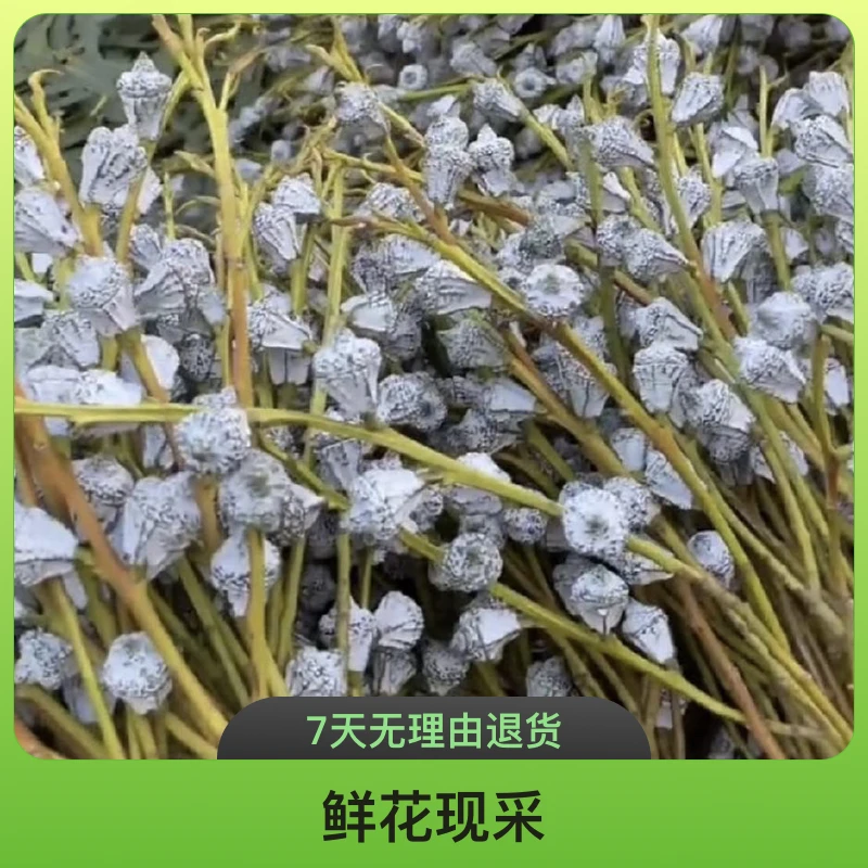 尤加利果鲜花现采小米果鲜花花家居装饰插花摆地摊花束批发