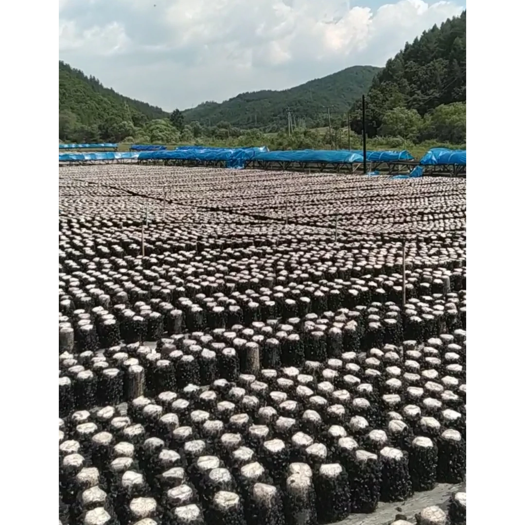 东北黑木耳，山泉水灌溉，大山里的美味