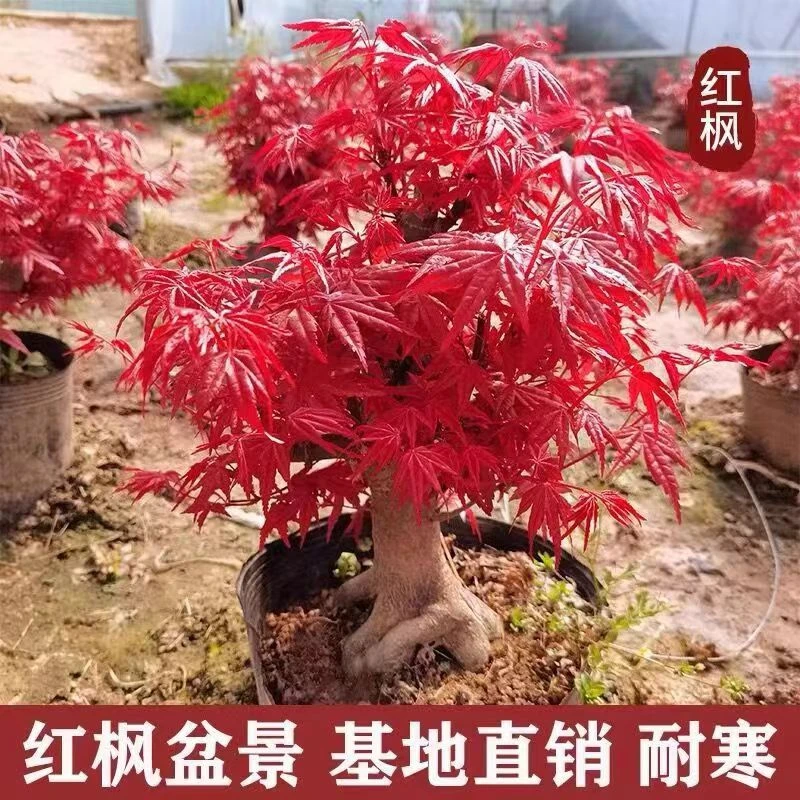 室内外都耐寒耐旱易活好养红红火火鸿运当头吉祥如意红枫树南天竹