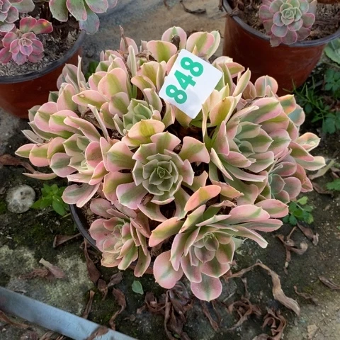 香妃多肉植物法师不包损