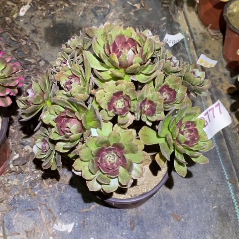 红霞多肉植物法师不包损