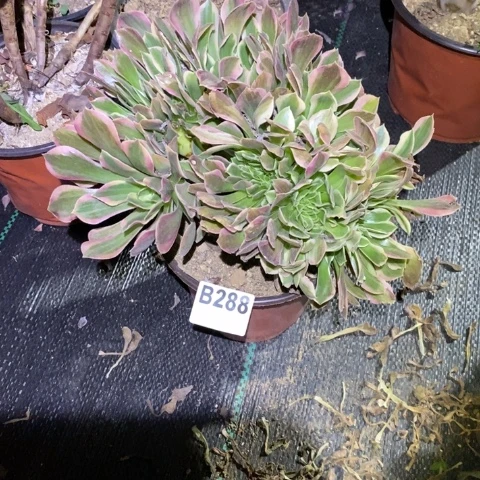 女神缀多肉植物法师不包损