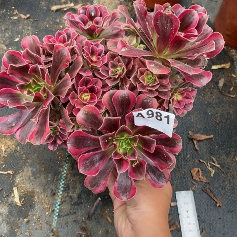 美杜莎多肉植物法师不包损