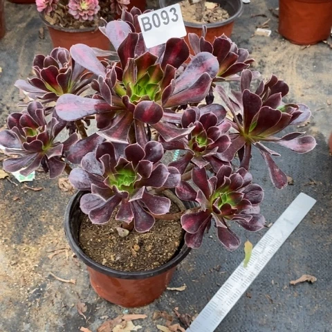 花纳多肉植物法师不包损