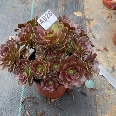 赤焰莲多肉植物法师不包损
