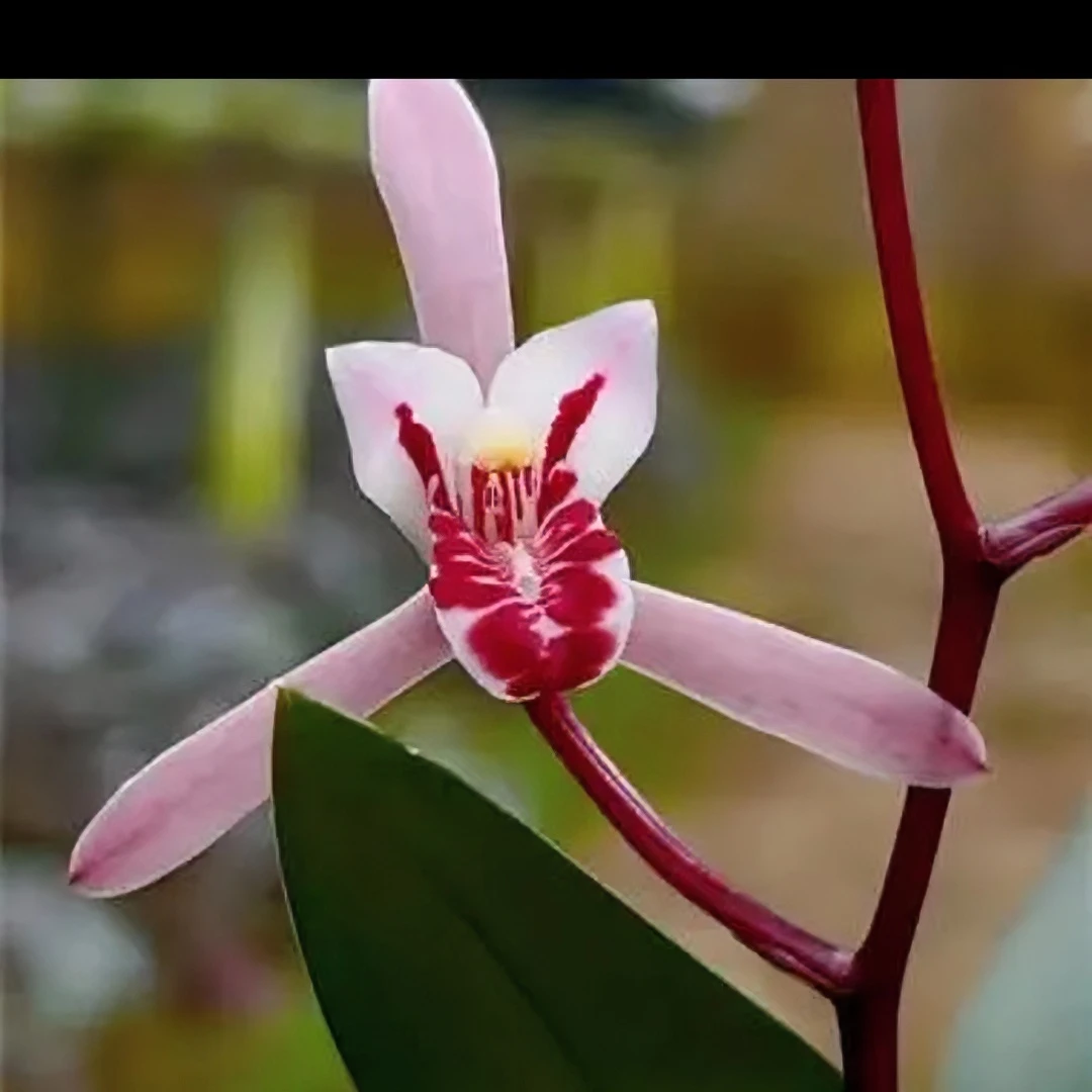 兔儿兰花卉盆景直播间一物一拍，以直播间实物为准东方金边大盆