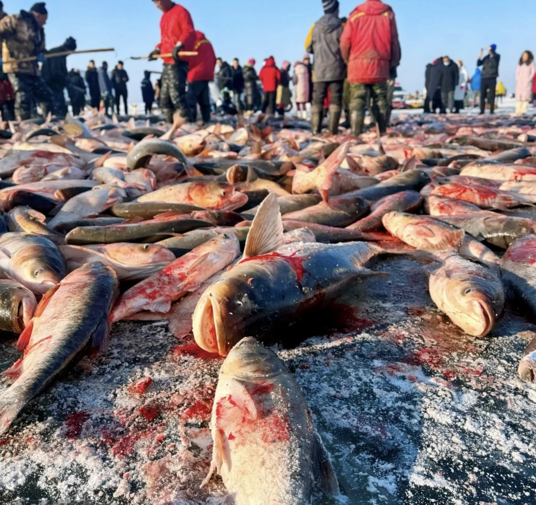 冬捕淡水胖头鱼王（7斤～39斤）