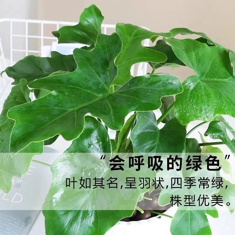 【新疆包邮】新品种小天使绿植盆栽室内四季长青懒人必备好养活