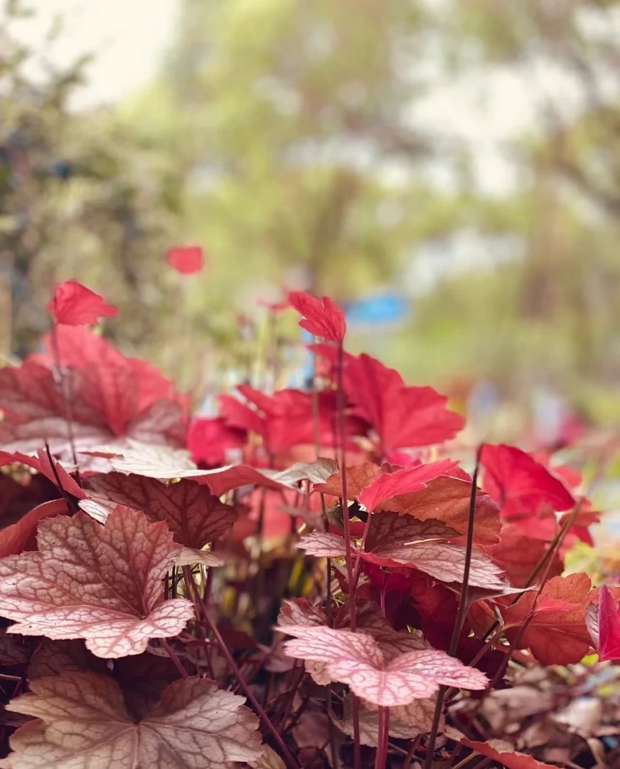 【新疆包邮】粉色矾根花卉盆栽四季好养活植物懒人必备