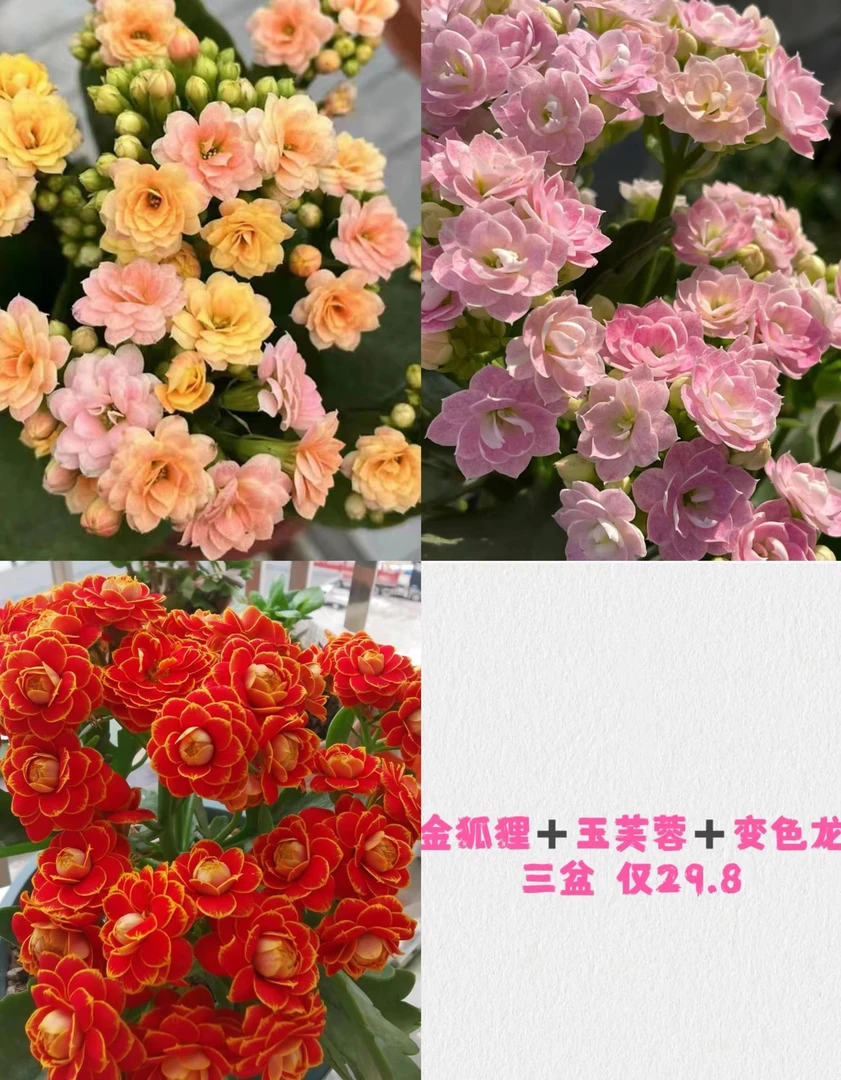 【新疆包邮】新品种长寿三大组合金狐狸玉芙蓉玉色变色龙花卉好养活