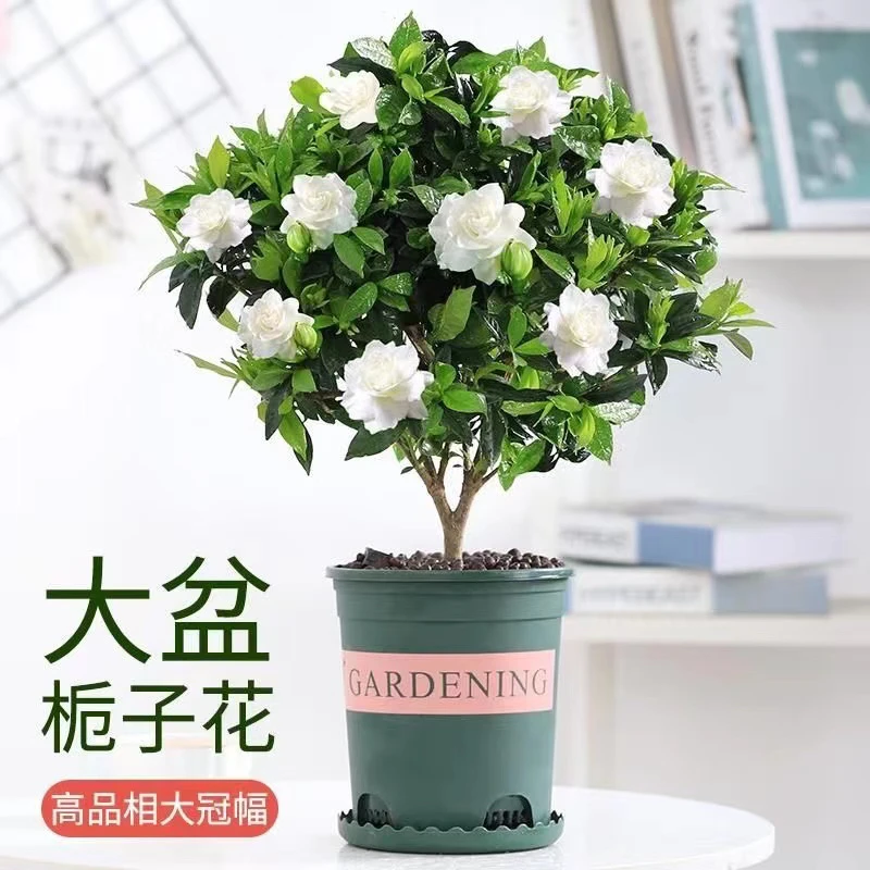 【新疆包邮】栀子花棒棒糖型花卉盆栽室内外好养活阳台庭院植物