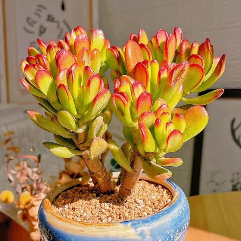 【新疆包邮】招财猫多肉植物绿植盆栽筒叶花月新手好养活
