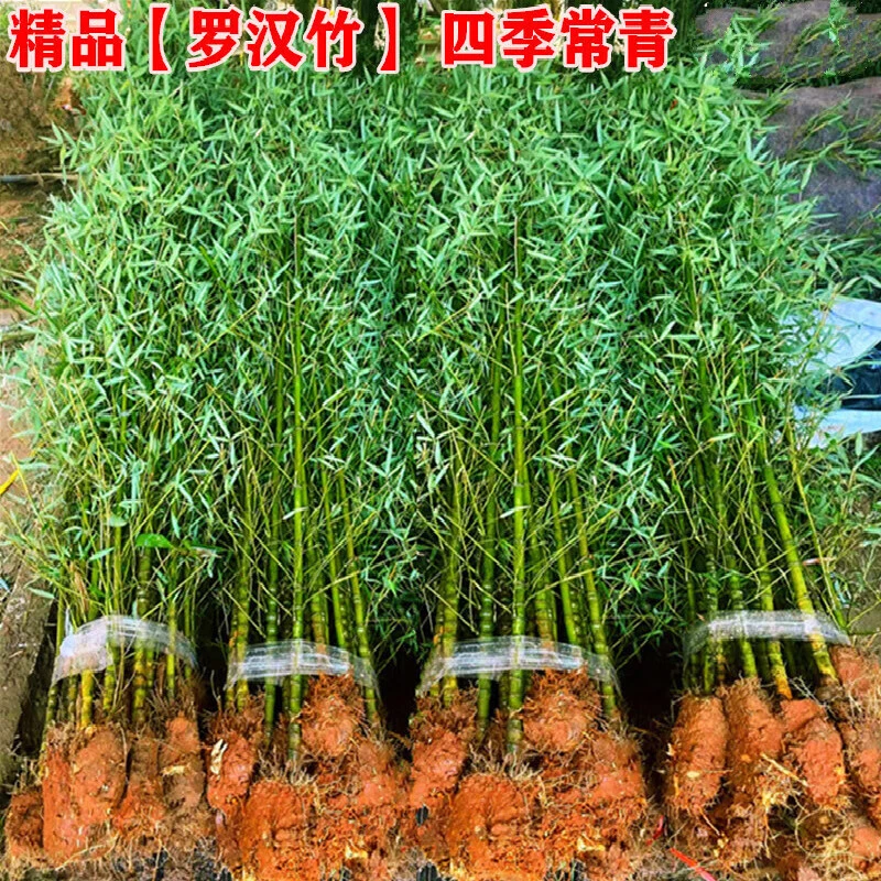 紫竹苗四季常青庭院植物罗汉竹金镶玉青竹北方耐寒竹子苗盆栽