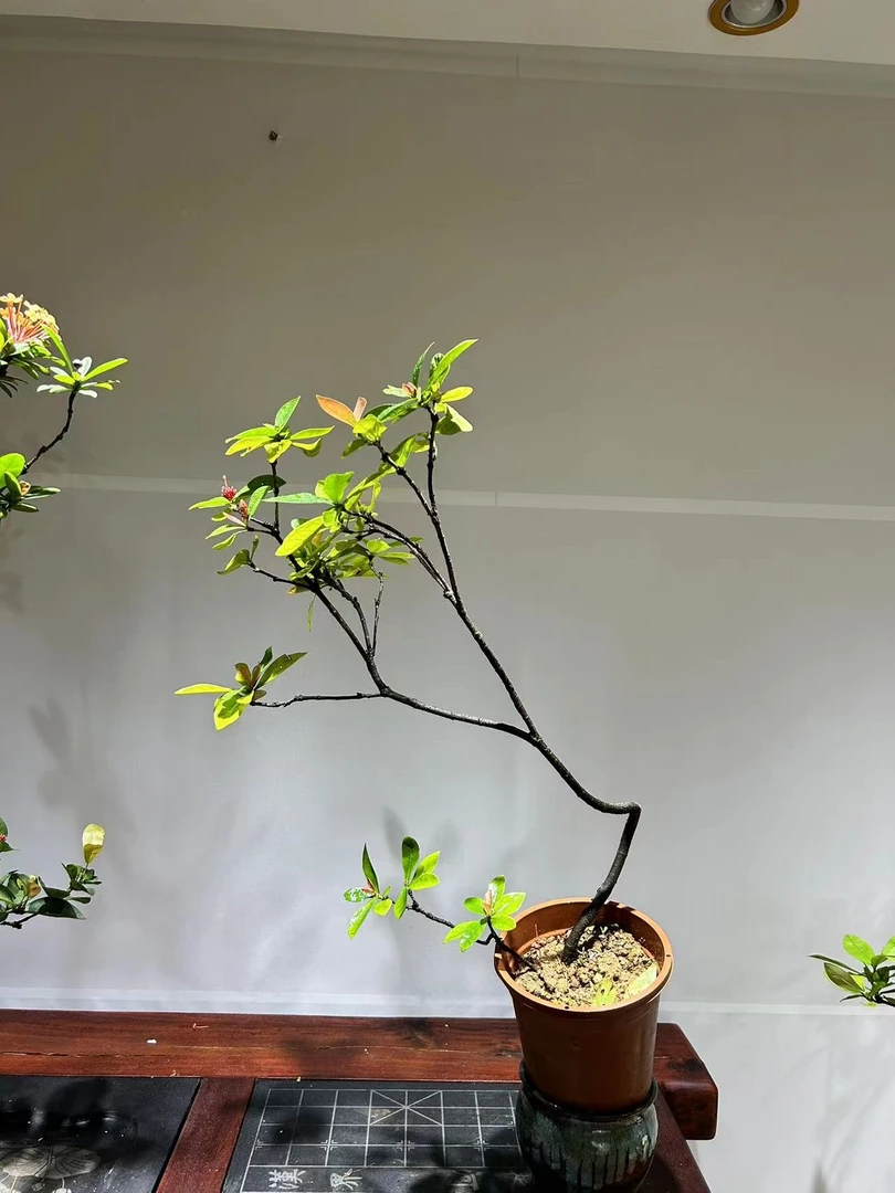 海岛龙船花，又名百日红，四季开花，室内室外绿植，直播间一物一拍