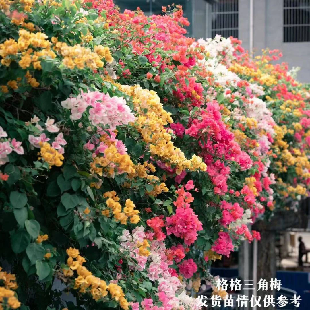 三囍花·多色组合拼栽爬藤三角梅四季开花
