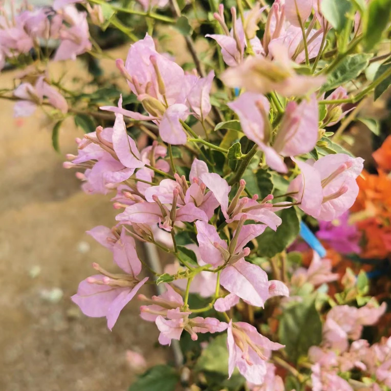 苹果花·四季勤花爬藤垂钓三角梅