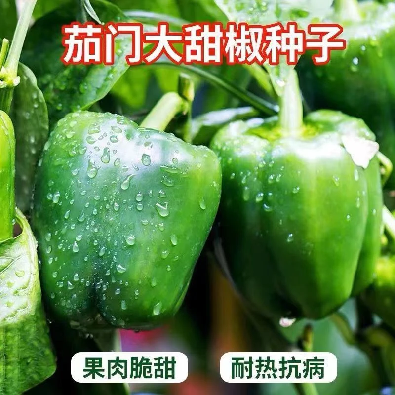 当季特大甜椒种子大甜椒青椒灯笼椒菜椒辣椒种籽阳台春秋冬季种子