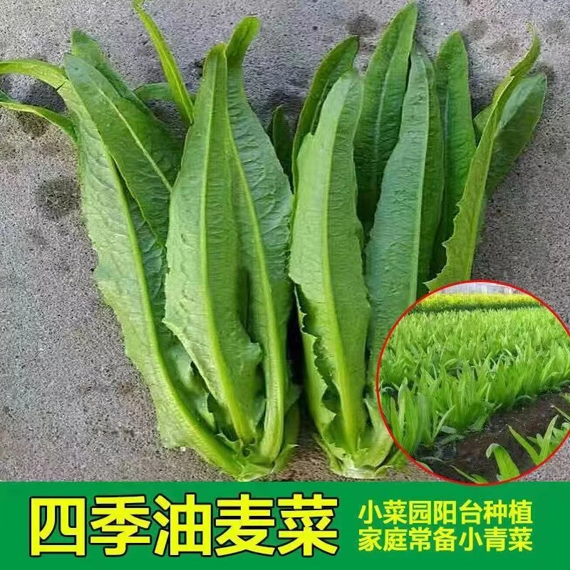 油麦菜种子清香无斑油麦菜种子高产易种四季播种盆栽有机蔬菜种子