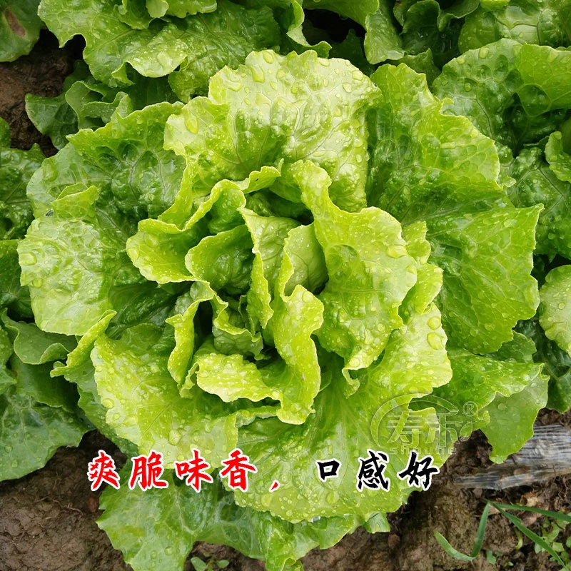生菜种子生吃意大利生菜王种籽四季阳台盆栽速生农家蔬菜菜种子籽