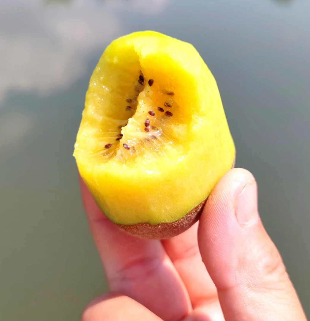 大别山4斤黄心猕猴桃