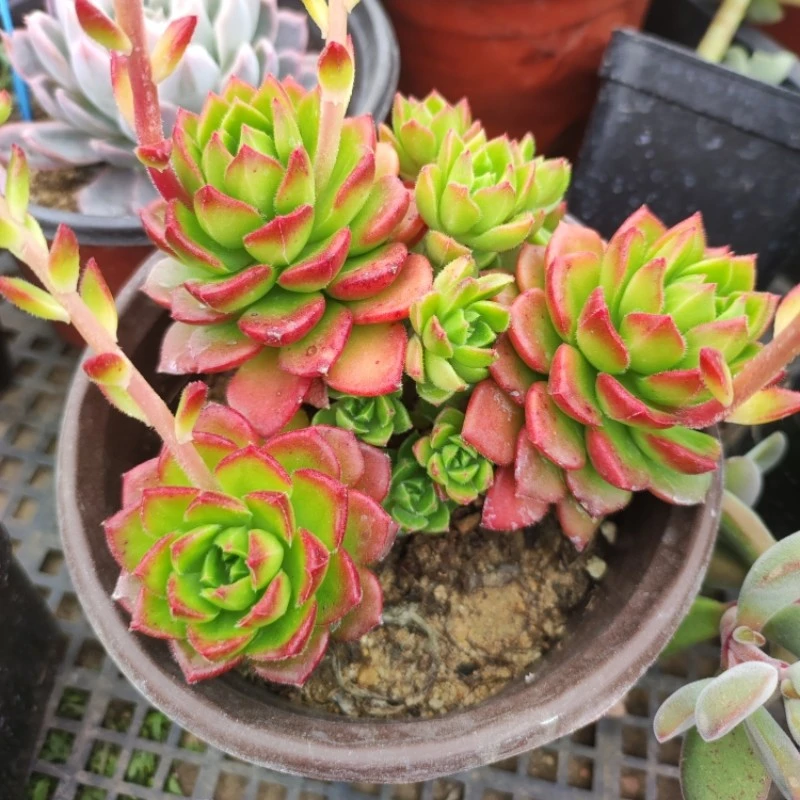 3筐拍 安安多肉花圃一筐一拍多肉绿植花卉