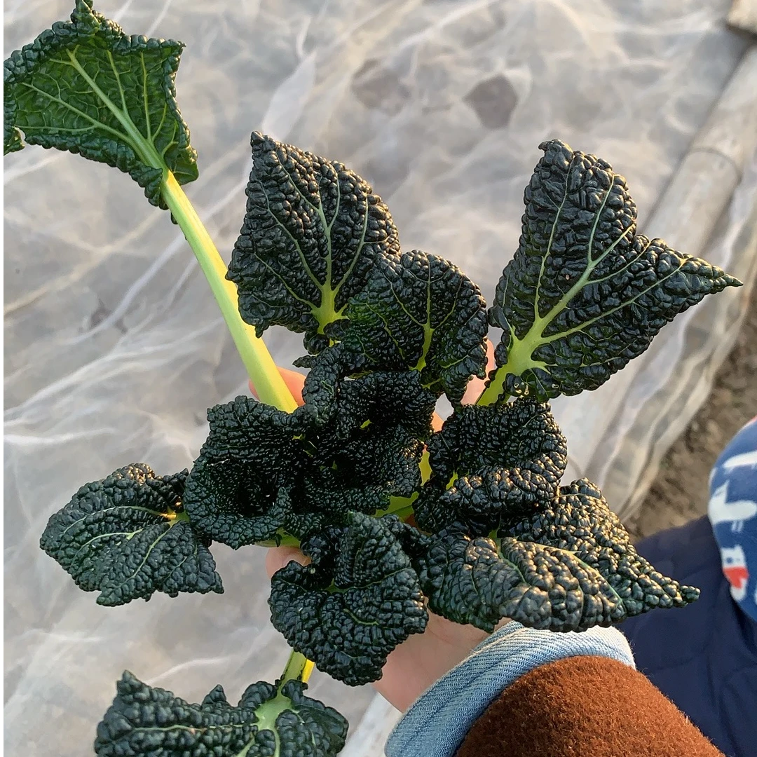 扬州宝应特产宝应核桃乌青菜 黑菜 冬季新鲜蔬菜散称