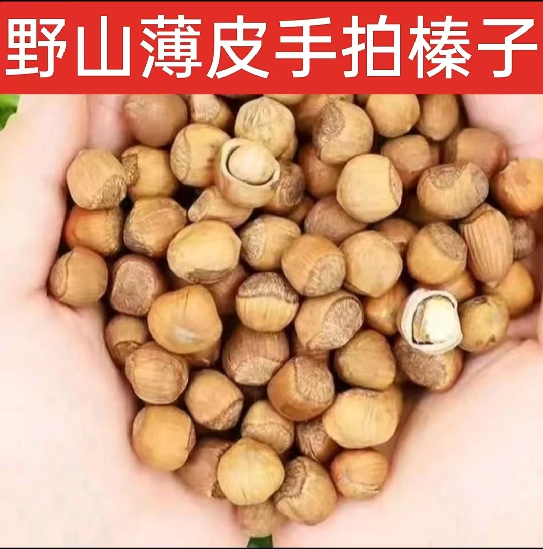 新货东北山榛子 手拍榛子【带夹子】
