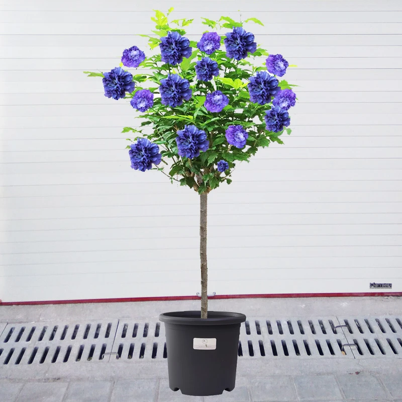 木槿花苗盆栽地栽花卉植物庭院阳台观花树苗南方北方种植当年开花