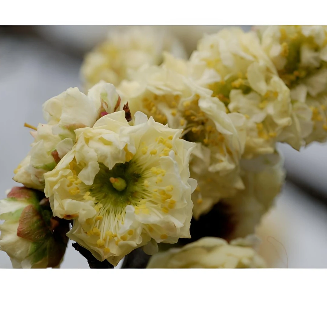 黄金鹤梅花臻品香少见老桩.