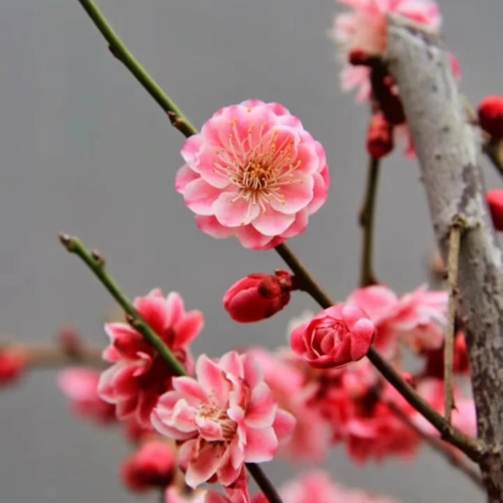 难遇王楠玉老桩花神归来香水梅到