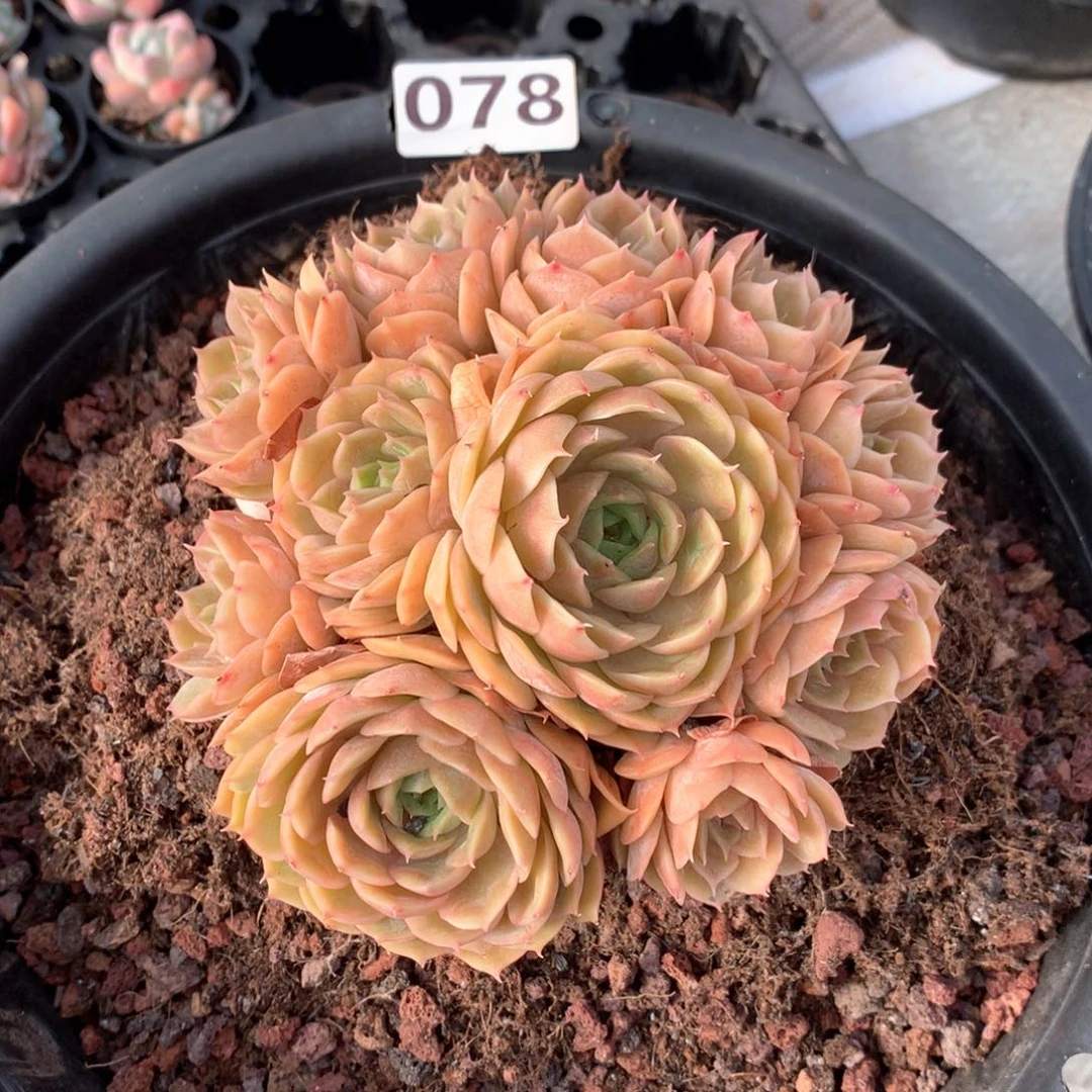 078，手捧昂斯诺装态货