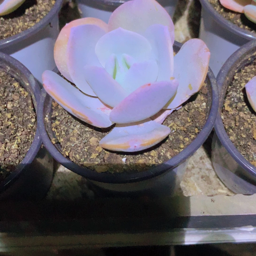 1颗正版奶茶多肉韩版奶茶