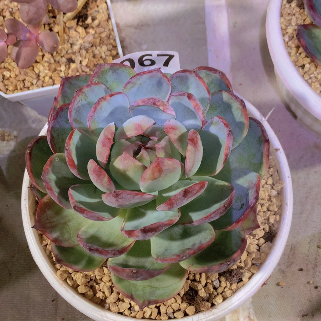 067，大惊鸿包子脸，18厘米人