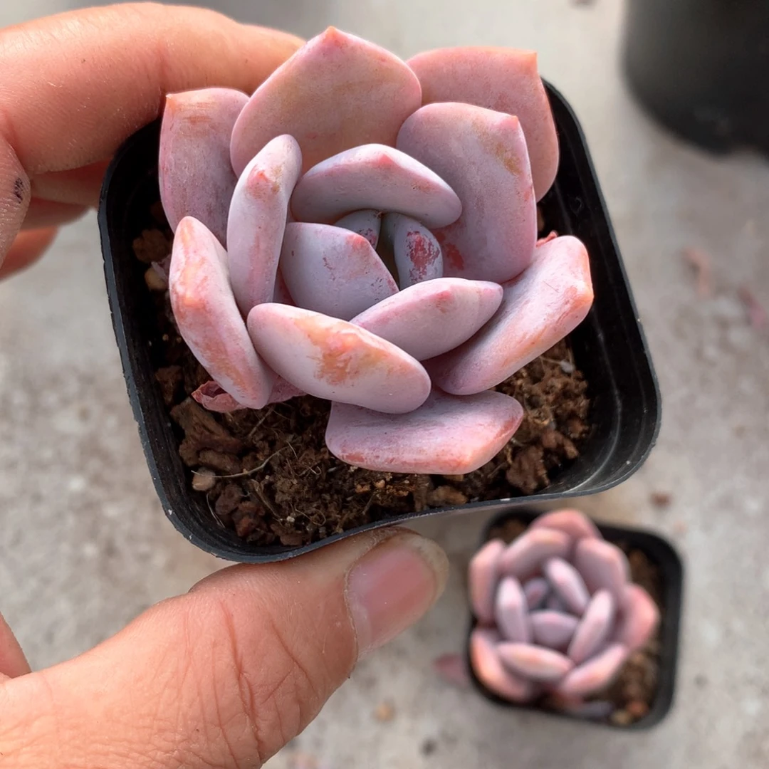 2颗精控红茶多肉