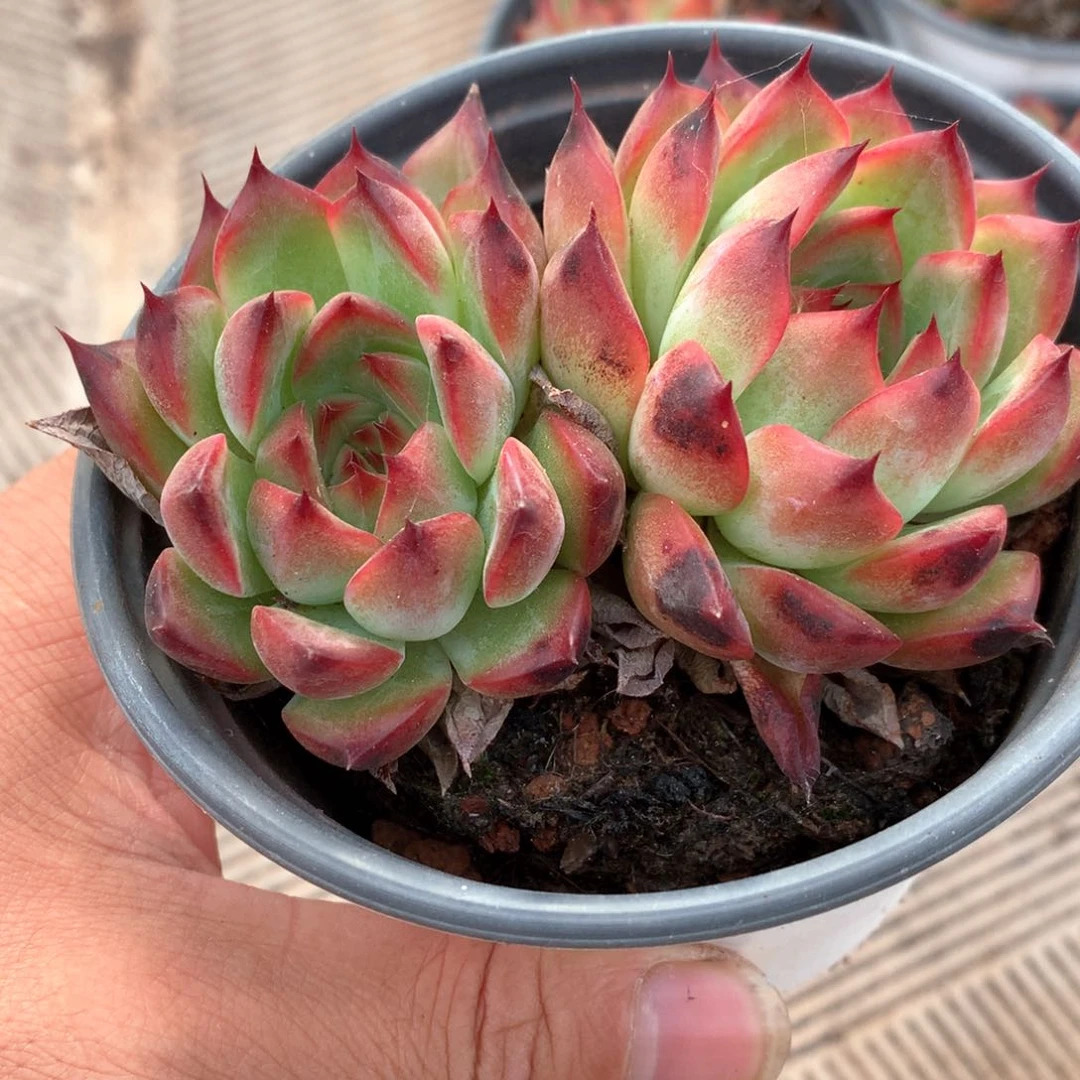 2颗双头篝火多肉