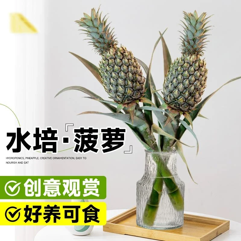 水培菠萝花黑凤梨（喜欢你）可观赏闻香鲜花迷你黑凤梨办公室装饰