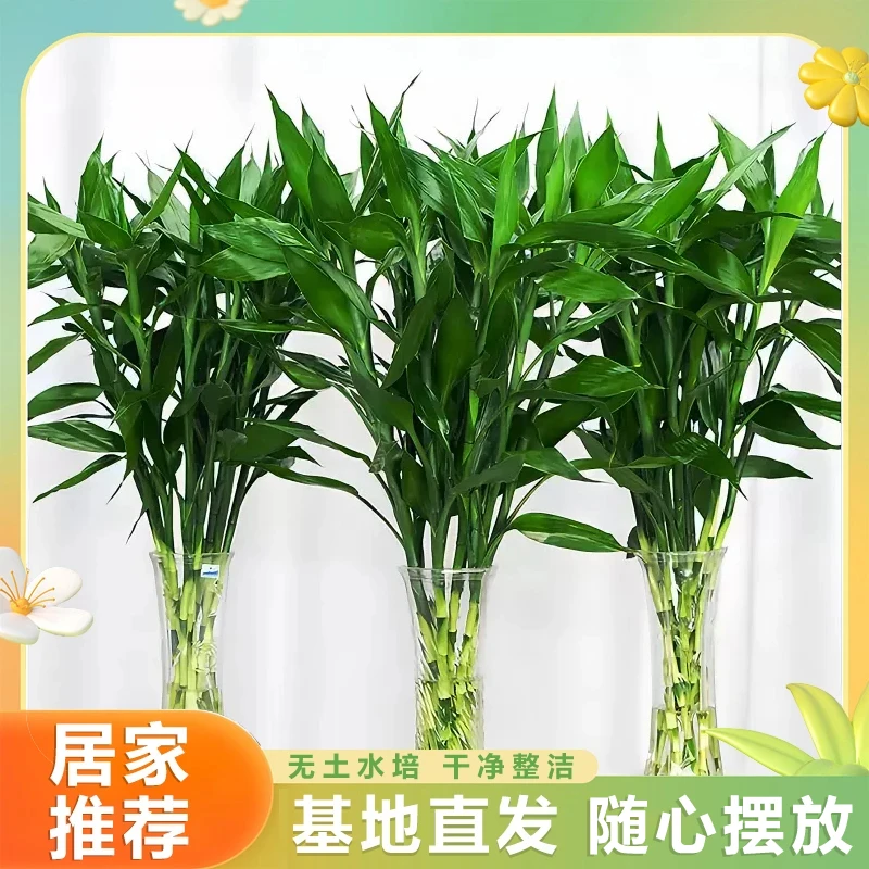 富贵竹水培植物盆栽植物室内办公室净化空气绿植花卉四季水养