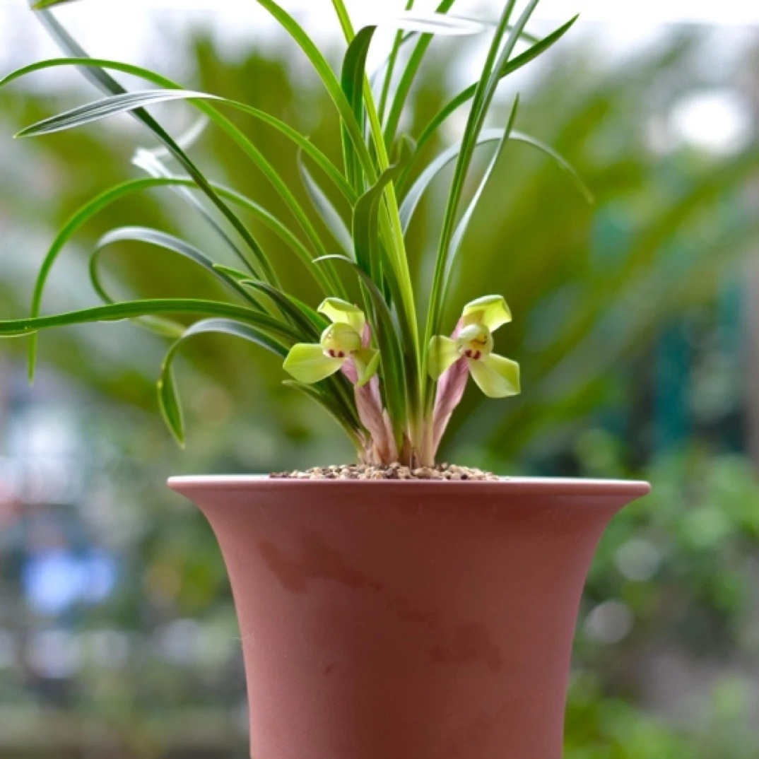 大富贵 春兰 兰花